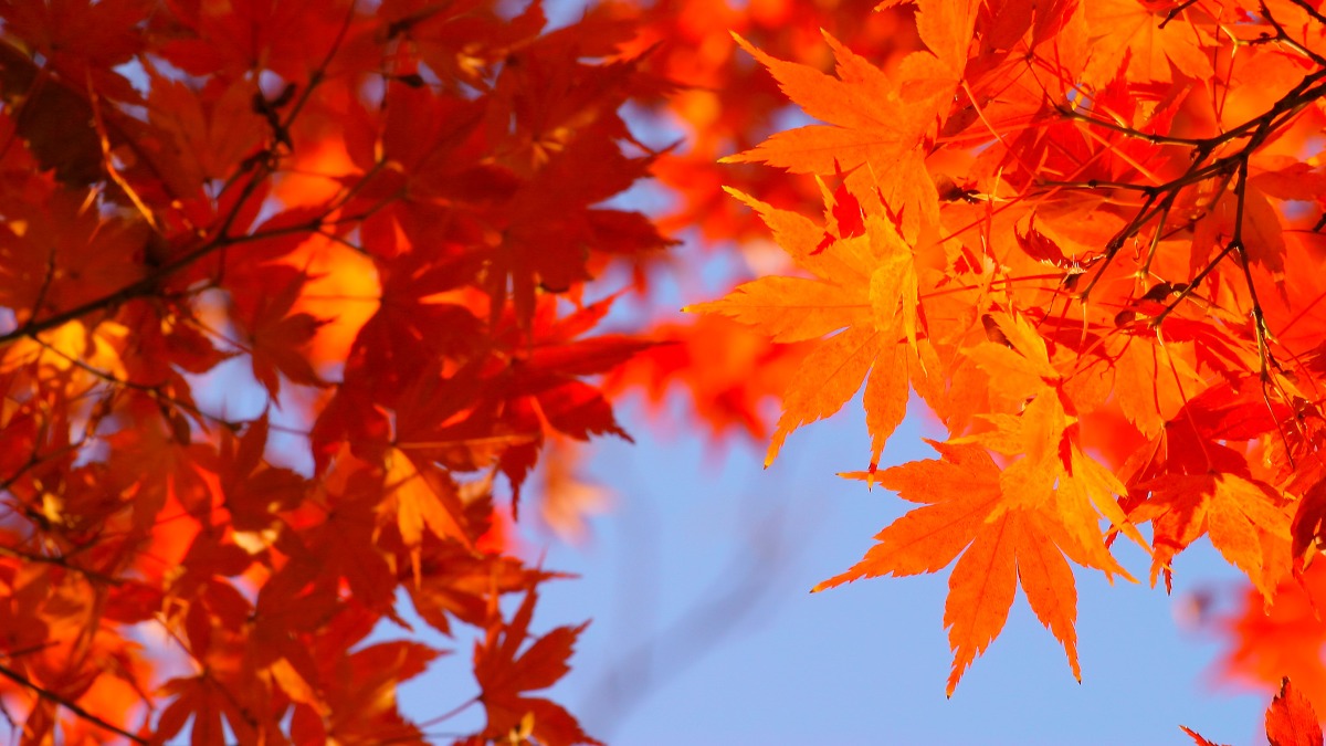 内部監査員のコミュニケーションと説明が上手い人 話が上手い人 ビジョンで回す博士の品質マネジメント